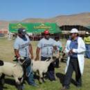 Expor Locumba 2014 juzgamiento de ovinos